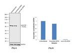 Lamin B2 Antibody in Western Blot (WB)