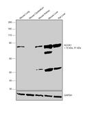 ACOX1 Antibody