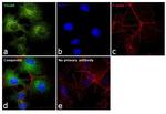 TIGAR Antibody in Immunocytochemistry (ICC/IF)