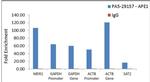 APE1 Antibody in ChIP Assay (ChIP)