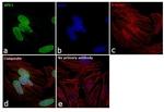 APE1 Antibody in Immunocytochemistry (ICC/IF)