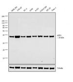 APE1 Antibody in Western Blot (WB)