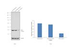 APE1 Antibody in Western Blot (WB)