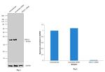 ERCC1 Antibody