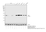 BID Antibody in Western Blot (WB)