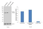 Cdc45L Antibody in Western Blot (WB)