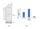 YY1 Antibody in Western Blot (WB)