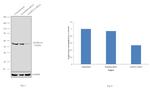 ALDH1A3 Antibody in Western Blot (WB)