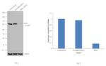 RSK1 Antibody