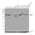 PAK1 Antibody in Western Blot (WB)