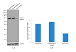 PAK1 Antibody in Western Blot (WB)