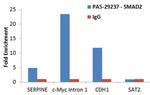 SMAD2 Antibody in ChIP Assay (ChIP)