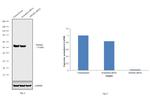 SMAD2 Antibody