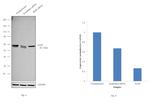 XIAP Antibody