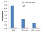 RUVBL1 Antibody