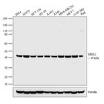 MEK2 Antibody in Western Blot (WB)