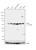 c-Raf Antibody in Western Blot (WB)