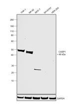 Caspase 1 Antibody in Western Blot (WB)