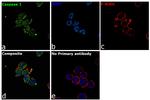 Caspase 1 Antibody in Immunocytochemistry (ICC/IF)