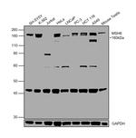 MSH6 Antibody