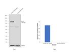 CD10 Antibody in Western Blot (WB)