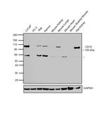 CD10 Antibody in Western Blot (WB)