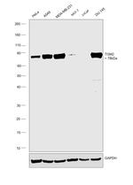 TGM2 Antibody