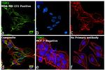 TGM2 Antibody