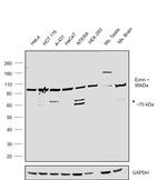 Ezrin Antibody in Western Blot (WB)