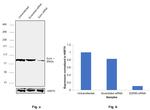 Ezrin Antibody in Western Blot (WB)