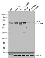 SFPQ Antibody in Western Blot (WB)