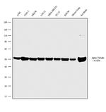 TUBA1A Antibody in Western Blot (WB)