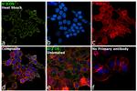 G3BP1 Antibody in Immunocytochemistry (ICC/IF)