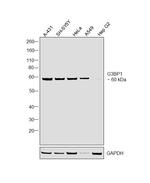 G3BP1 Antibody in Western Blot (WB)