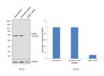 G3BP1 Antibody in Western Blot (WB)