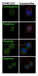 DYNC1I1 Antibody