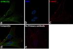 DYNC1I1 Antibody in Immunocytochemistry (ICC/IF)