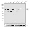 DYNC1I1 Antibody in Western Blot (WB)