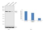 DYNC1I1 Antibody in Western Blot (WB)