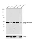 GluD1/GluD2 Antibody in Western Blot (WB)