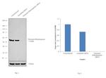 GluD1/GluD2 Antibody in Western Blot (WB)