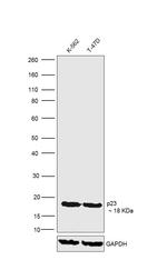 p23 Antibody in Western Blot (WB)