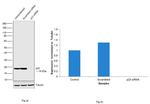 p23 Antibody in Western Blot (WB)