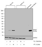 ApoA1 Antibody