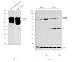 Transferrin Antibody in Western Blot (WB)