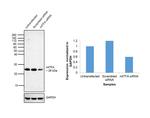 TFAM Antibody