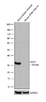 UCP1 Antibody in Western Blot (WB)