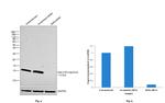 beta-2 Microglobulin Antibody in Western Blot (WB)