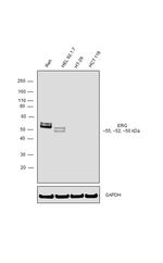 ERG Antibody