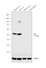 GPT Antibody